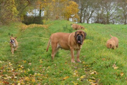 Mastiff Don Theo von der Villa Graf Mastiff Don Theo von der Villa Graf