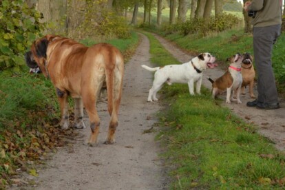 Mastiff Don Theo von der Villa Graf Mastiff Don Theo von der Villa Graf