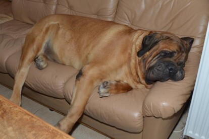 Mastiff Don Theo von der Villa Graf Mastiff Don Theo von der Villa Graf