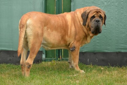 Mastiff Don Theo von der Villa Graf Mastiff Don Theo von der Villa Graf
