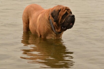 Mastiff Don Theo von der Villa Graf Mastiff Don Theo von der Villa Graf