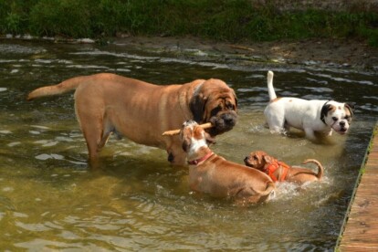 Mastiff Don Theo von der Villa Graf Mastiff Don Theo von der Villa Graf