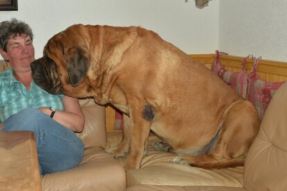 Mastiff Don Theo von der Villa Graf Mastiff Don Theo von der Villa Graf