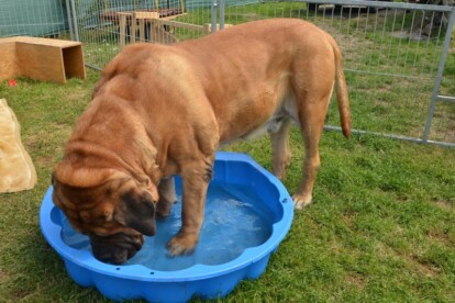 Mastiff Don Theo von der Villa Graf Mastiff Don Theo von der Villa Graf