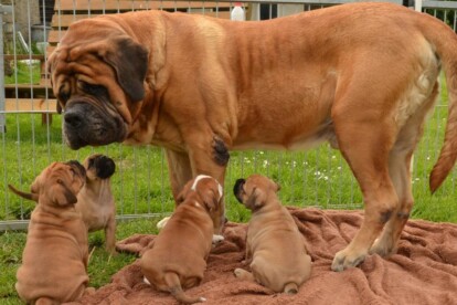 Mastiff Don Theo von der Villa Graf Mastiff Don Theo von der Villa Graf