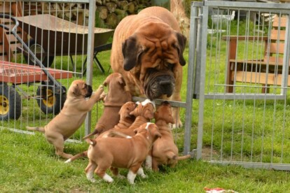 Mastiff Don Theo von der Villa Graf Mastiff Don Theo von der Villa Graf
