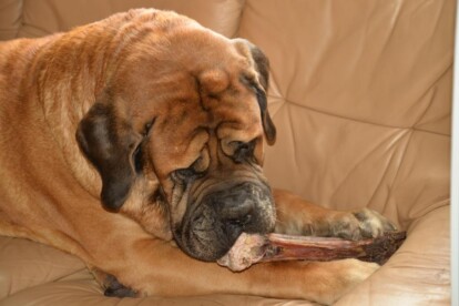 Mastiff Don Theo von der Villa Graf Mastiff Don Theo von der Villa Graf