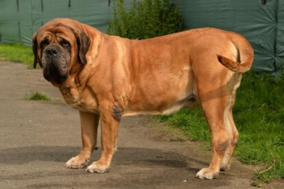 Mastiff Don Theo von der Villa Graf Mastiff Don Theo von der Villa Graf