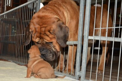 Mastiff Don Theo von der Villa Graf Mastiff Don Theo von der Villa Graf