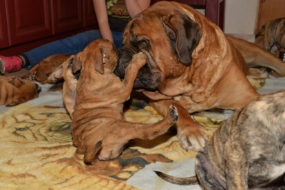 Mastiff Don Theo von der Villa Graf Mastiff Don Theo von der Villa Graf