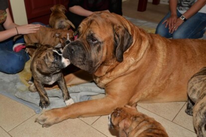 Mastiff Don Theo von der Villa Graf Mastiff Don Theo von der Villa Graf