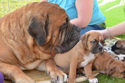 Mastiff Don Theo von der Villa Graf Mastiff Don Theo von der Villa Graf