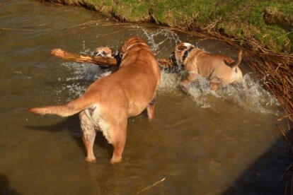 Mastiff Don Theo von der Villa Graf Mastiff Don Theo von der Villa Graf