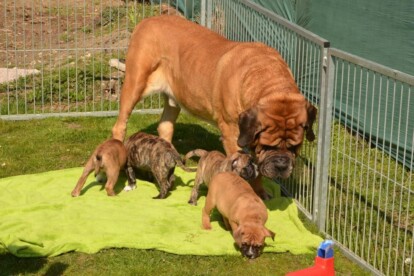 Mastiff Don Theo von der Villa Graf Mastiff Don Theo von der Villa Graf