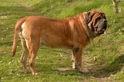 Mastiff Don Theo von der Villa Graf Mastiff Don Theo von der Villa Graf