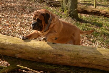 Mastiff Don Theo von der Villa Graf Mastiff Don Theo von der Villa Graf