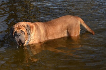 Mastiff Don Theo von der Villa Graf Mastiff Don Theo von der Villa Graf