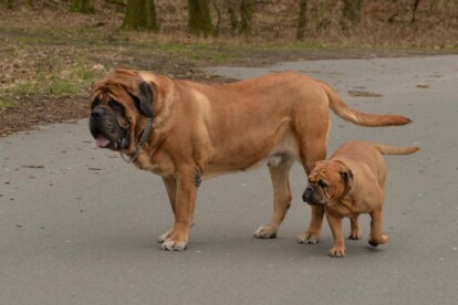 Mastiff Don Theo von der Villa Graf Mastiff Don Theo von der Villa Graf