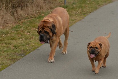 Mastiff Don Theo von der Villa Graf Mastiff Don Theo von der Villa Graf