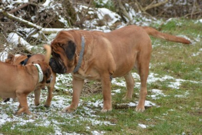 Mastiff Don Theo von der Villa Graf Mastiff Don Theo von der Villa Graf
