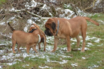 Mastiff Don Theo von der Villa Graf Mastiff Don Theo von der Villa Graf