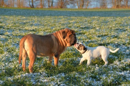Mastiff Don Theo von der Villa Graf Mastiff Don Theo von der Villa Graf