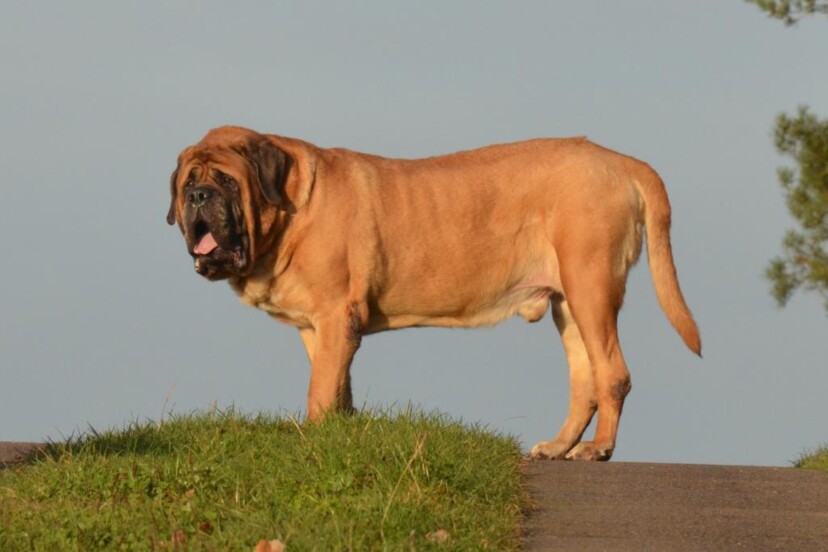 Mastiff Don Theo von der Villa Graf Mastiff Don Theo von der Villa Graf