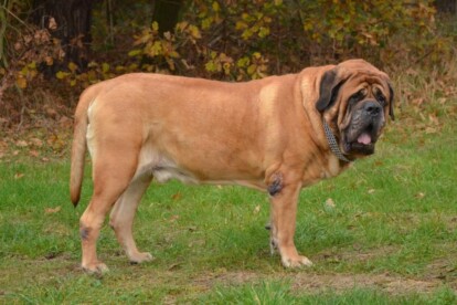 Mastiff Don Theo von der Villa Graf Mastiff Don Theo von der Villa Graf