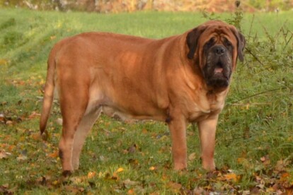 Mastiff Don Theo von der Villa Graf Mastiff Don Theo von der Villa Graf