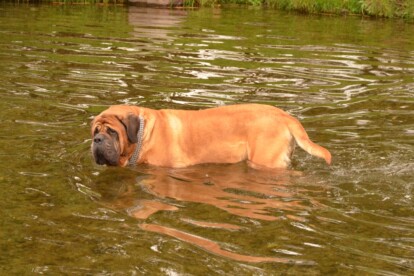 Mastiff Don Theo von der Villa Graf Mastiff Don Theo von der Villa Graf
