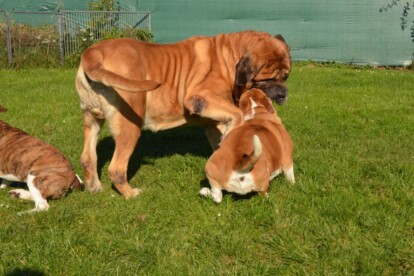 Mastiff Don Theo von der Villa Graf Mastiff Don Theo von der Villa Graf