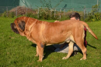 Mastiff Don Theo von der Villa Graf Mastiff Don Theo von der Villa Graf