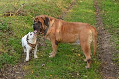 Mastiff Don Theo von der Villa Graf Mastiff Don Theo von der Villa Graf
