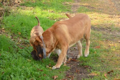 Mastiff Don Theo von der Villa Graf Mastiff Don Theo von der Villa Graf