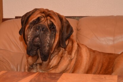 Mastiff Don Theo von der Villa Graf Mastiff Don Theo von der Villa Graf