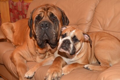 Mastiff Don Theo von der Villa Graf Mastiff Don Theo von der Villa Graf