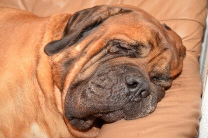 Mastiff Don Theo von der Villa Graf Mastiff Don Theo von der Villa Graf