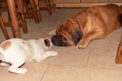 Mastiff Don Theo von der Villa Graf Mastiff Don Theo von der Villa Graf