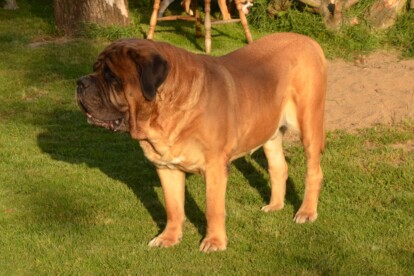 Mastiff Don Theo von der Villa Graf Mastiff Don Theo von der Villa Graf