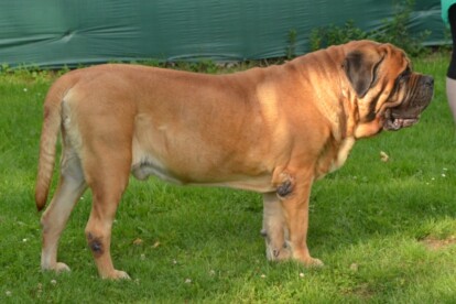 Mastiff Don Theo von der Villa Graf Mastiff Don Theo von der Villa Graf