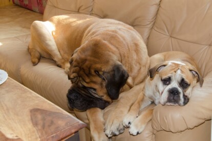 Mastiff Don Theo von der Villa Graf Mastiff Don Theo von der Villa Graf