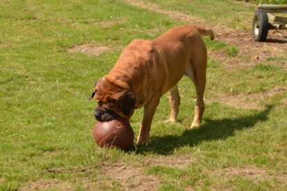 Mastiff Don Theo von der Villa Graf Mastiff Don Theo von der Villa Graf