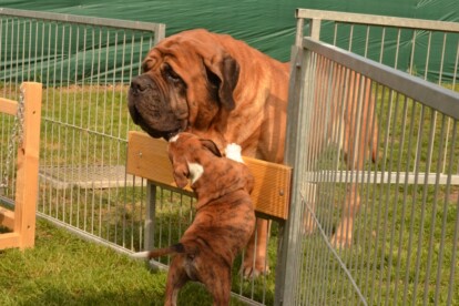 Mastiff Don Theo von der Villa Graf Mastiff Don Theo von der Villa Graf