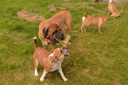 Mastiff Don Theo von der Villa Graf Mastiff Don Theo von der Villa Graf