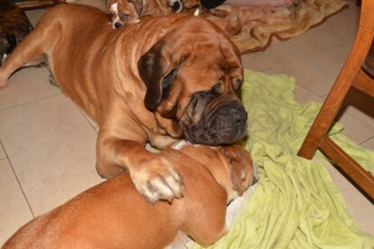 Mastiff Don Theo von der Villa Graf Mastiff Don Theo von der Villa Graf