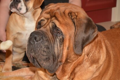 Mastiff Don Theo von der Villa Graf Mastiff Don Theo von der Villa Graf
