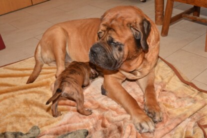Mastiff Don Theo von der Villa Graf Mastiff Don Theo von der Villa Graf