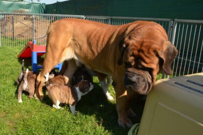 Mastiff Don Theo von der Villa Graf Mastiff Don Theo von der Villa Graf