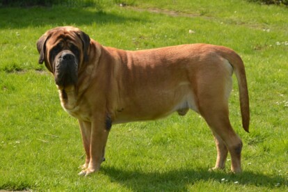Mastiff Don Theo von der Villa Graf Mastiff Don Theo von der Villa Graf