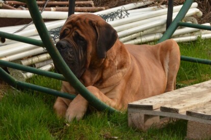 Mastiff Don Theo von der Villa Graf Mastiff Don Theo von der Villa Graf